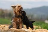 YORKSHIRE TERRIER 621